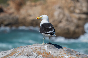 M&ouml;we an der K&uuml;ste vom St. Blaize Trail in Mossel Bay in S&uuml;dafrika