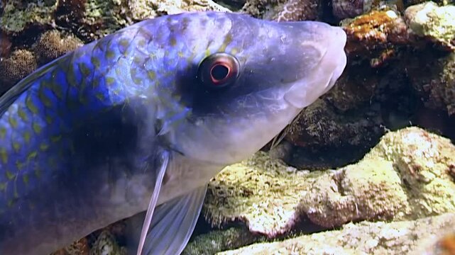 A beautiful blue parrotfish swims among the vibrant coral reefs. Underwater life thrives in the waters of Papua New Guinea, offering a glimpse into a diverse ecosystem.