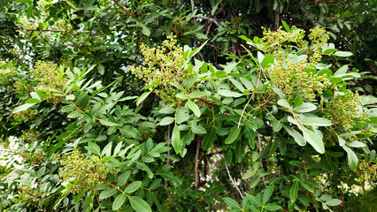 Branches of the Brazilian Pepper Tree (Schinus terebinthifolia) with fresh green and red berries in Mid-December in Mediterranean basin
