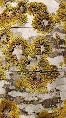 Bark texture of a European celtis tree (Celtis australis) covered with colorful lichens as a natural background for design works.