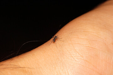 Close-up View of Mosquito Sitting on Human Skin at Night