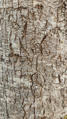 Bark texture of an old Cyprus acacia tree (Acacia saligna) as a natural background for design works