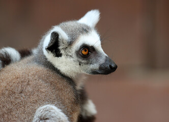 Katta - Ring-tailed Lemur - Lemur catta