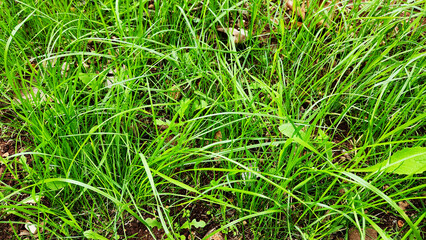 Vibrant grasses of emerging English ryegrass in a garden in autumn in the Mediterranean region as nature green bakground