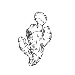 Ginger root vector illustration, hand-drawn in ink. Graphic sketch isolated on white background. Element for menu design, recipes, and section labels.