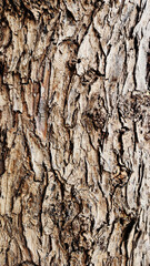 Bark texture of an old Peruvian pepper tree (Schinus molle) as a natural background for design works