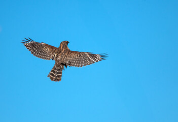 Beautiful patterns of a red shouldered hawk in vertical flight