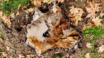A decaying stump of the Peruvian pepper tree (Schinus molle) surrounded by dry leaves and grass in a urban park