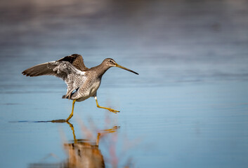 Long billed dowitcher landing on shallow pond looks like it is running on water in San Jacinto Wildlife area