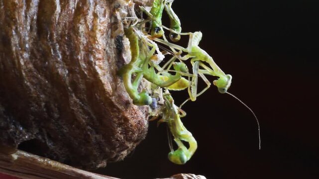mantis just borns,  Mantis Nymph, Hierodula transcaucasica,   close-up,  Mantis religiosa, Mantoidea, Green,  insect,  predator,  cruel, clean paws, raptatory paws,  female,  on ooteca