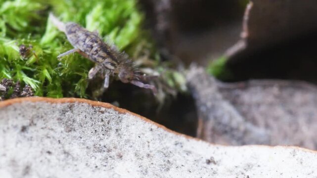 springtail in Elba island, Orchesella sp., collembola,   springtail, insect, small, on the ground, Elba Island, Livorno, Italy