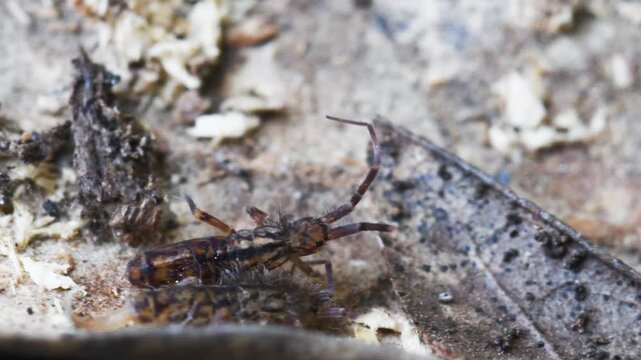 springtail in Elba island, Orchesella sp., collembola,   springtail, insect, small, on the ground, Elba Island, Livorno, Italy