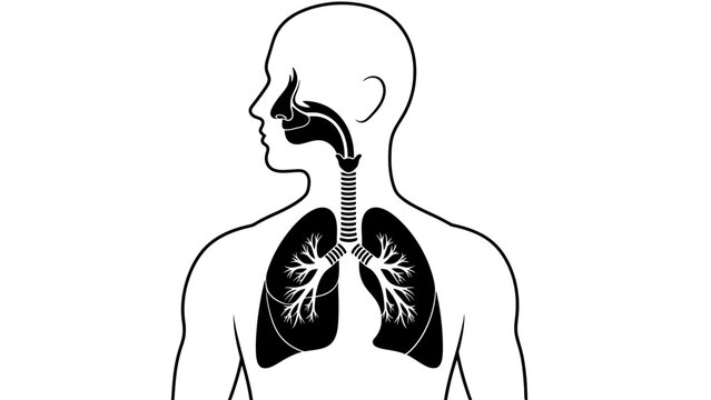 Human Respiratory System Diagram Showing Lungs and Airway