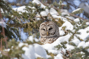 Barred Owl