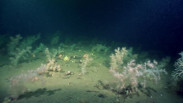 On deep ocean exploration, Gorgonocephalus eucnemis, Gorgon's head brittle star, unfolds its intricately branched arms. Fascinating creature in its natural deep sea habitat, observed by underwater.