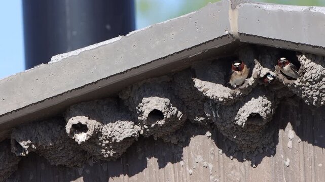 Cliff Swallows in mud nests under the eave of a building, with sound