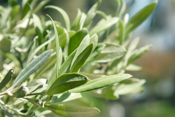 Olive tree branch with green leaves glows in morning light, natural growth flowering plant at blur bokeh background, close up foliage minimal monochrome nature landscape, beautiful sunlight scene