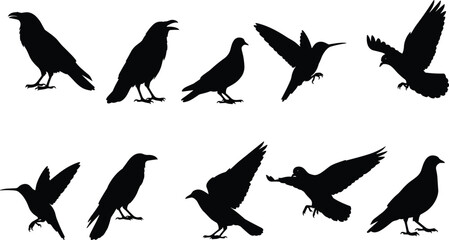 Common Wild Birds Vector Silhouettes Set, Flying Pigeon Crow and Hummingbird Drawing, Urban and Forest Bird Collection, Fauna Wildlife Illustration Design Element