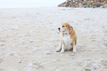 Dog observes coast, Canine quietly watches icy shoreline, Serene hound calmly surveys frozen ocean edge, Peaceful Beagle sits silently at icy border of sea under overcast sky