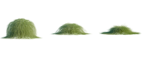 Casuarina glauca tree 4k cutout, front view, transparent background, isolate, Beautiful weeping willow tree collection for landscape architecture design