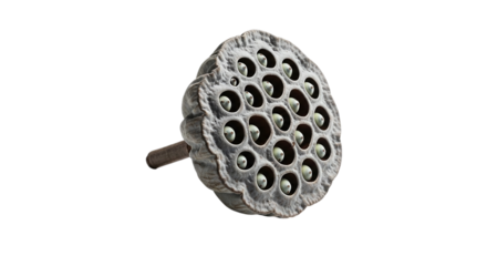 A single dried lotus seed pod, showcasing its natural texture and the pattern of its seed cavities, isolated on transparent background