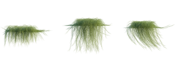 Casuarina glauca tree 4k cutout, front view, transparent background, isolate, Three weeping willow trees in digital rendering for architectural design