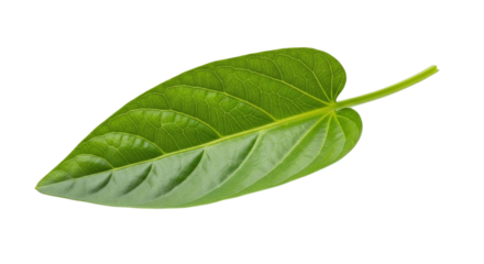 Vibrant green leaf with prominent veins and a smooth texture, perfect for botanical or naturerelated designs, isolated on transparent background