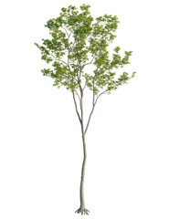 Obraz premium Quercus robur tree 4k cutout, front view, transparent background, isolate, Elegant tree with vibrant green leaves against a contrasting black backdrop