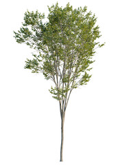 Fototapeta premium Ulmus pumila tree 4k cutout, front view, transparent background, isolate, Majestic tree with green leaves isolated for landscape design needs