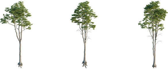 Tilia x europaea tree 4k cutout, front view, transparent background, isolate, Three isolated trees with lush green leaves against a solid black backdrop