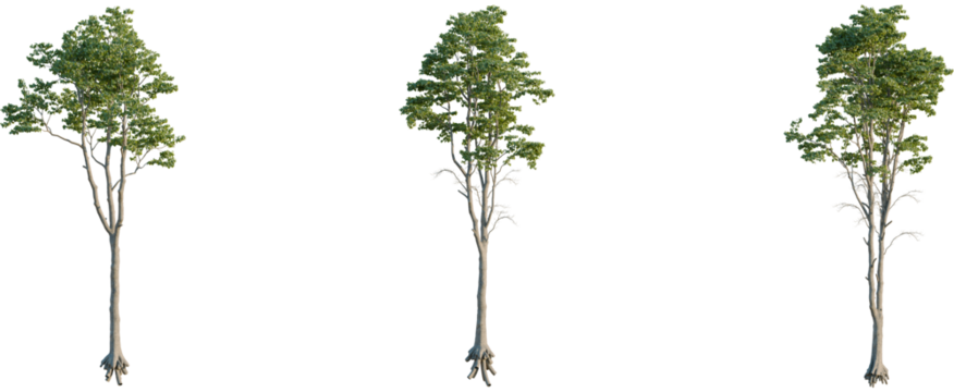 Tilia x europaea tree 4k cutout, front view, transparent background, isolate, Three isolated trees with lush green leaves against a solid black backdrop