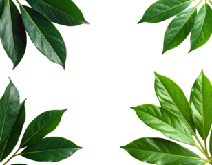 Four lush, green leaf clusters arranged in corners on black background