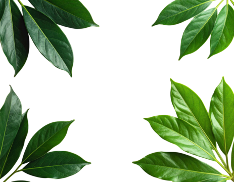 Four lush, green leaf clusters arranged in corners on black background - Powered by Adobe