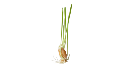 A single sprouted grain with green shoots and roots, symbolizing growth, new life, and agriculture, isolated on transparent background