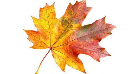Fototapeta premium Colorful autumn maple leaf showing fall season on transparent background