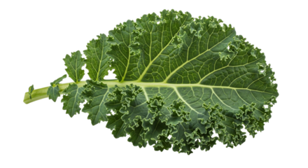 A vibrant single curly kale leaf, rich in vitamins and minerals, showcasing its healthy and organic nature, isolated on a transparent background