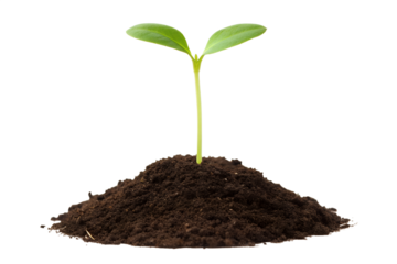 Young Green Plant Sprout Growing from Soil - Fresh Seedling PNG