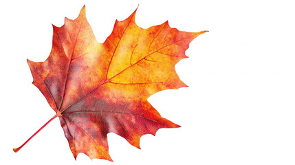 Obraz premium Vibrant maple leaf displaying autumn colors against a stark on transparent background