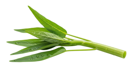 Fresh green water spinach kangkong leaves and stem, a popular asian vegetable, with water droplets, isolated on transparent background