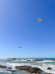Seagulls fly over the rocky Atlantic ocean coast near Essaouira, Morocco. Blue sky, waves crashing on dark shore rocks
