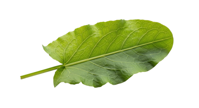 Vibrant green leaf with prominent veins, distinct stem, natural texture, and organic shape, isolated on transparent background