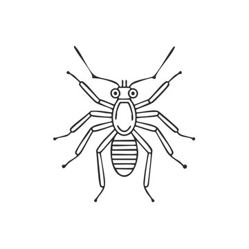 Detailed Line Art of a Solifugae arachnid or wind scorpion illustration, vector style graphic on a plain background