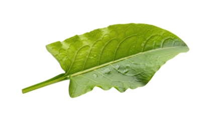 Vibrant green leaf with intricate venation and organic shape, perfect for natural and botanical themes, isolated on transparent background