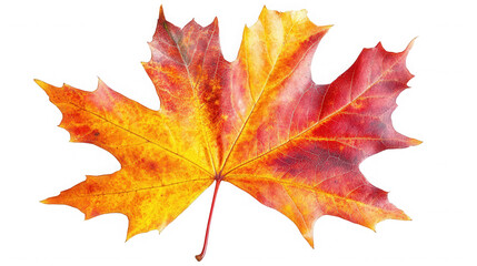Obraz premium Vibrant autumn maple leaf displaying fall colors against a on transparent background