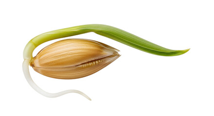 A single germinating cereal grain, possibly barley or wheat, with a vibrant green shoot and a...