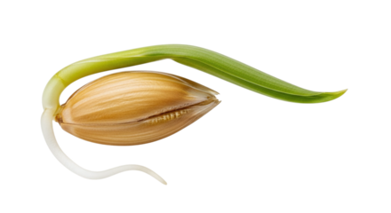 A single germinating cereal grain, possibly barley or wheat, with a vibrant green shoot and a delicate white root emerging, isolated on transparent background