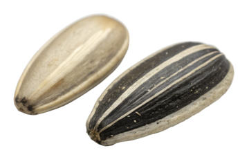 Two types of natural organic sunflower seeds, one white and one black striped, shown as a healthy edible snack ingredient isolated on a white background