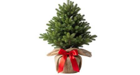 Small green fir tree wrapped in burlap with red ribbon bow Christmas tree small tree