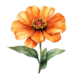 watercolor graphic of Zinnia Flower, isolated on a white background.