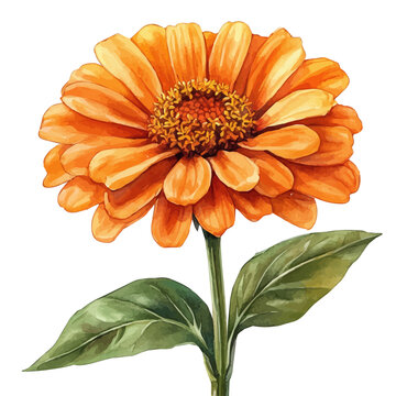 Zinnia Flower, beautiful watercolor illustration with vivid colors and detailed vector style, isolated on a white background.